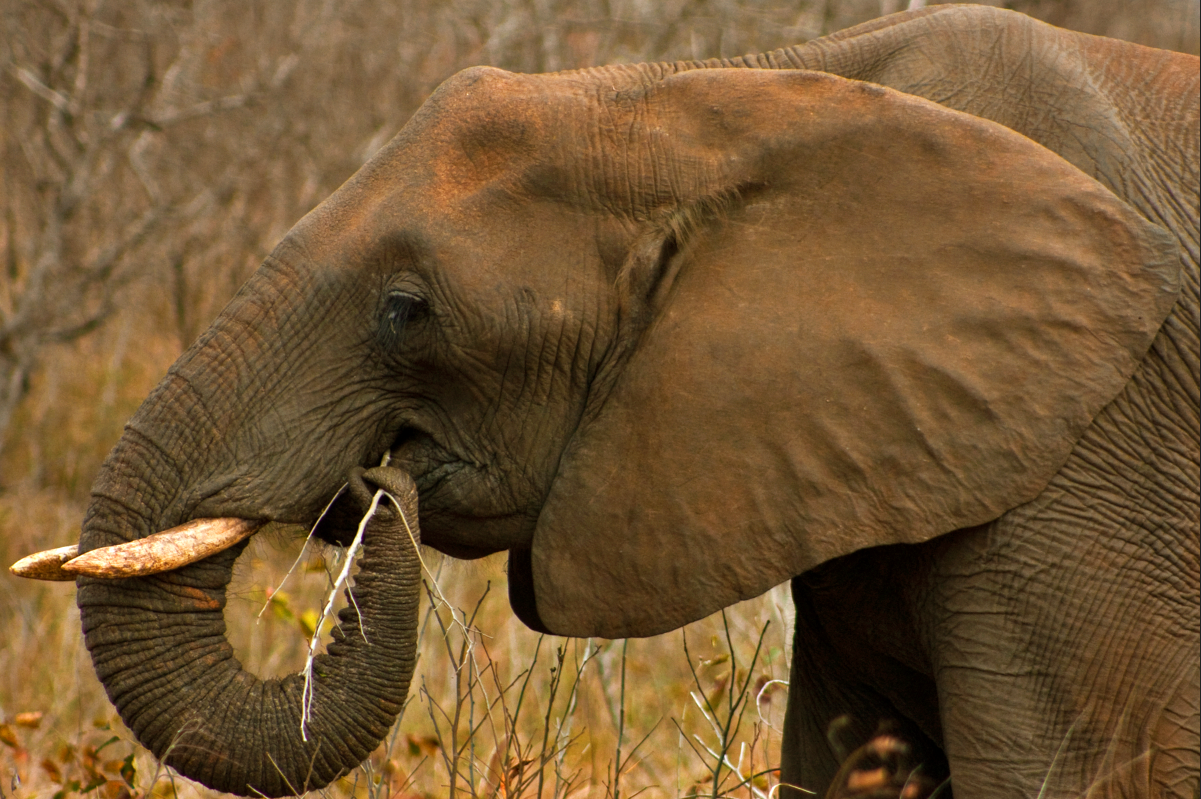 elephant