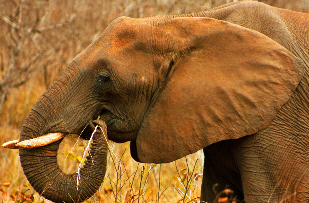 elephant